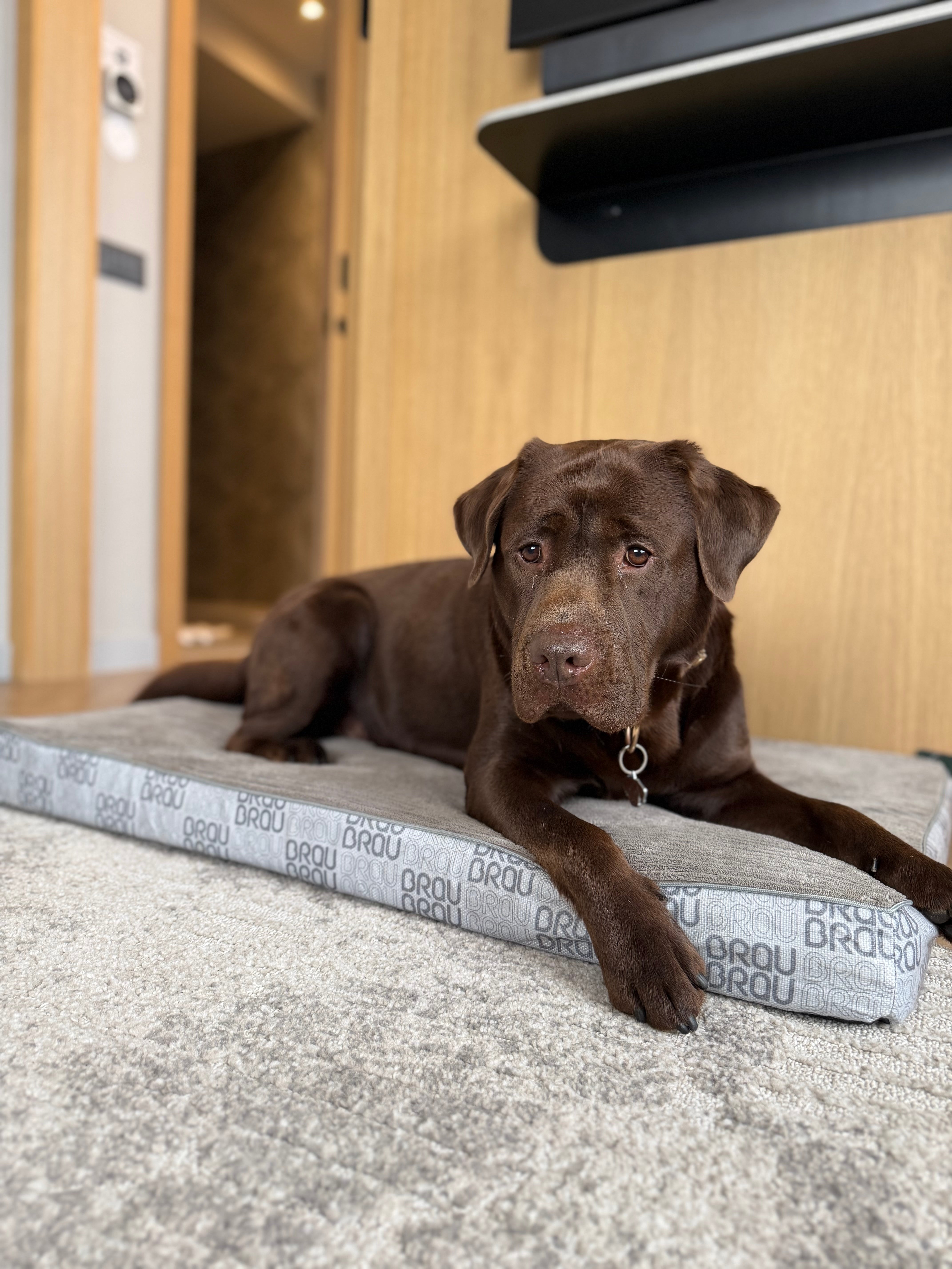 Grey Bed - Orthopedic Silk BRAUBRAU for Pets (Dogs and Cats)
