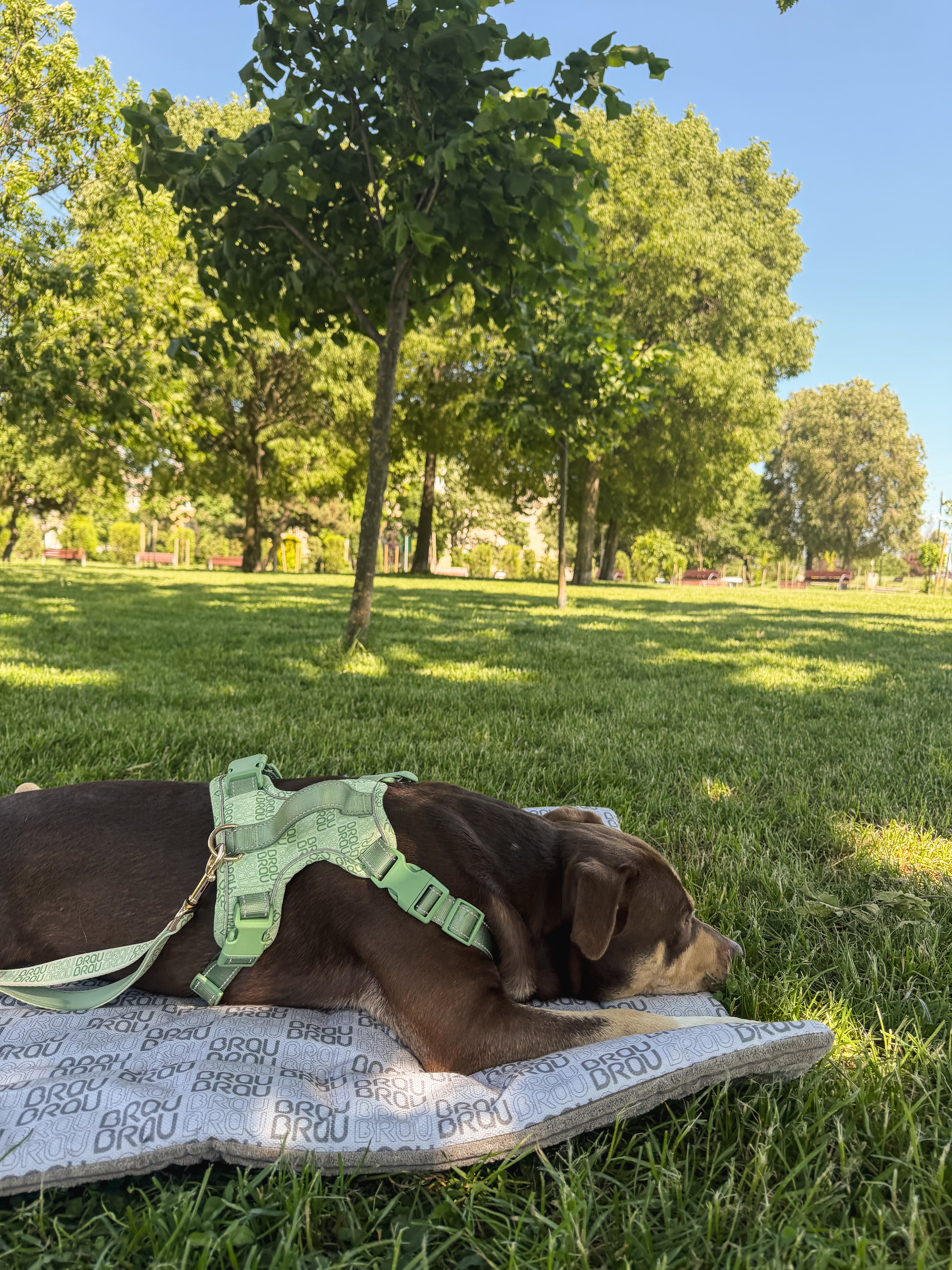 Grey Bed - Orthopedic Silk BRAUBRAU for Pets (Dogs and Cats)