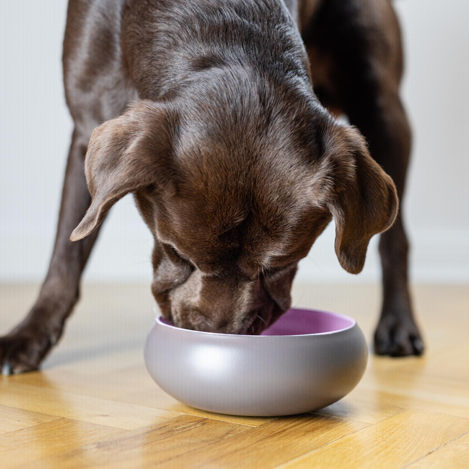 BRAUBRAU Pink Bowl for Pets (Dogs & Cats)