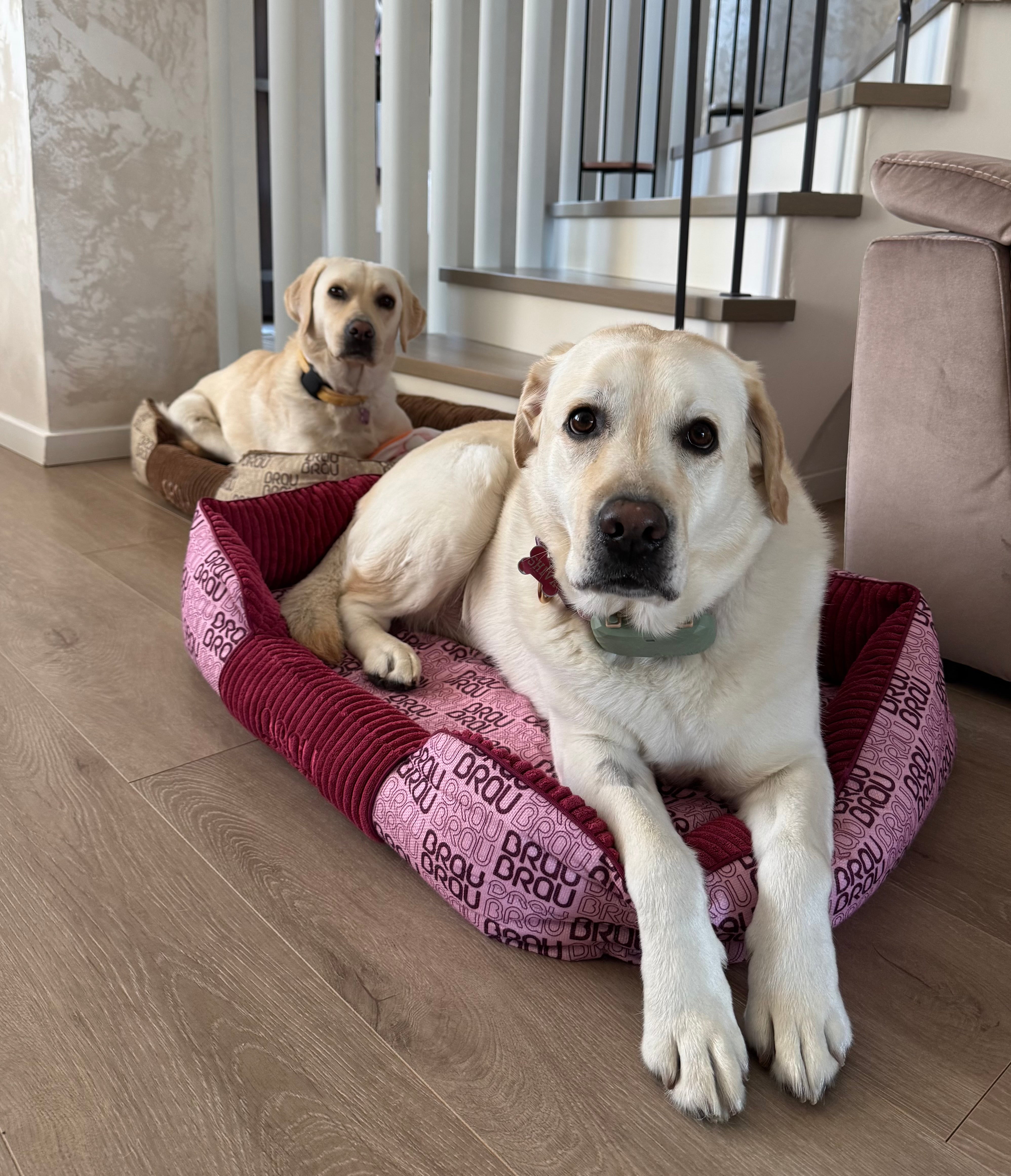 Grey Bed - Orthopedic Silk BRAUBRAU for Pets (Dogs and Cats)