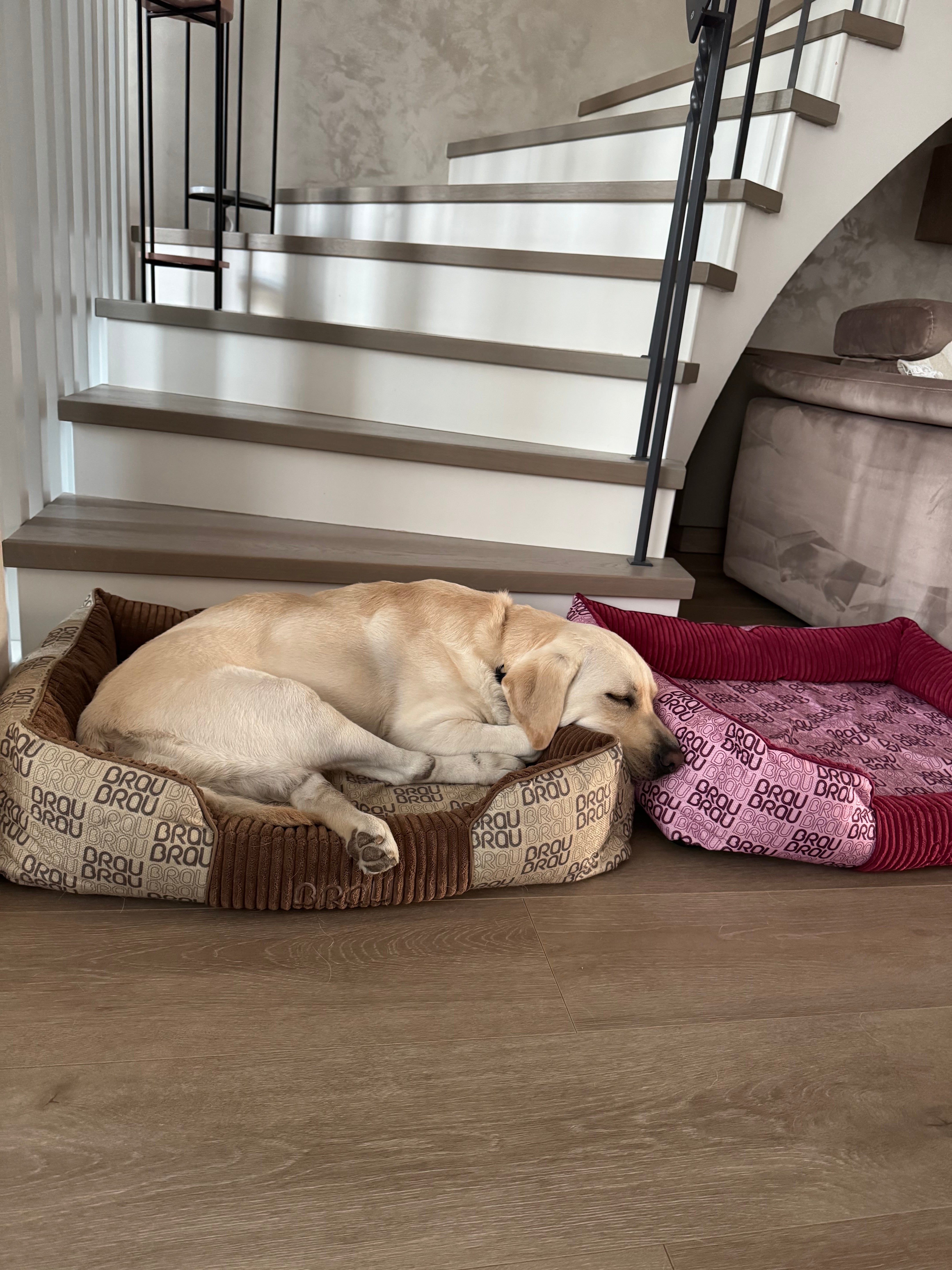 Grey Bed - Orthopedic Silk BRAUBRAU for Pets (Dogs and Cats)