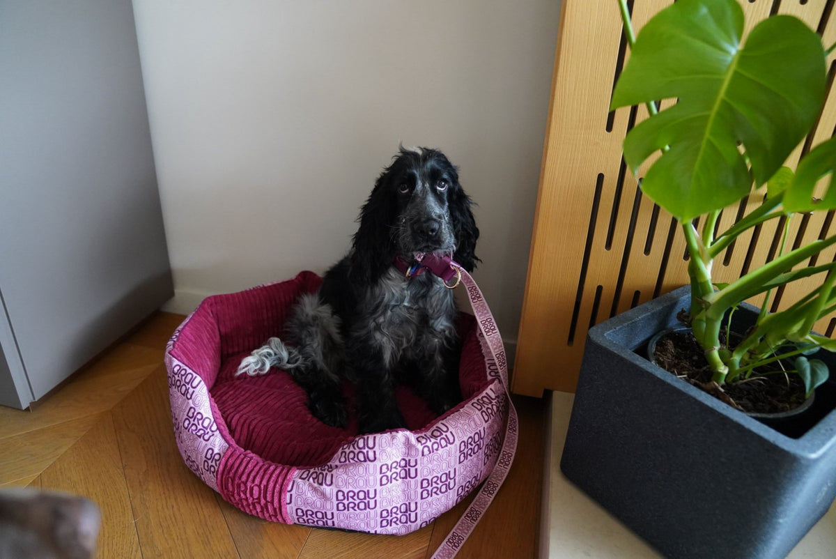 Grey Bed - Orthopedic Silk BRAUBRAU for Pets (Dogs and Cats)