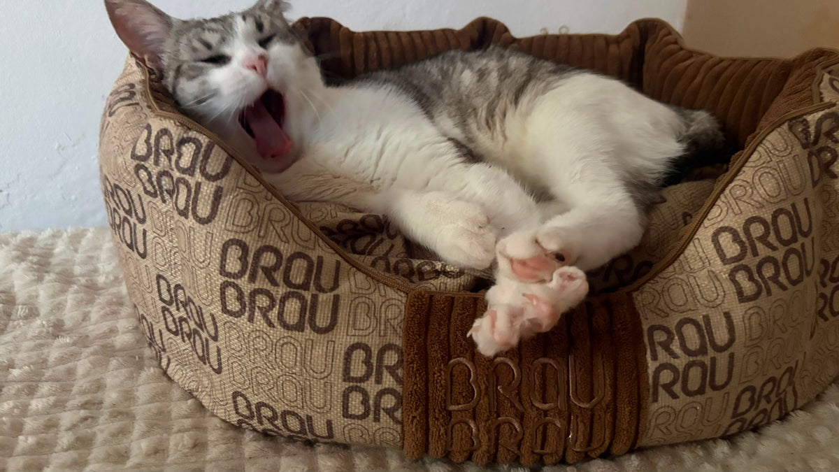 Grey Bed - Orthopedic Silk BRAUBRAU for Pets (Dogs and Cats)