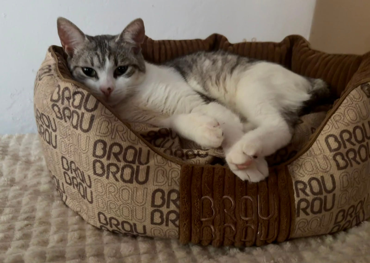 Grey Bed - Orthopedic Silk BRAUBRAU for Pets (Dogs and Cats)
