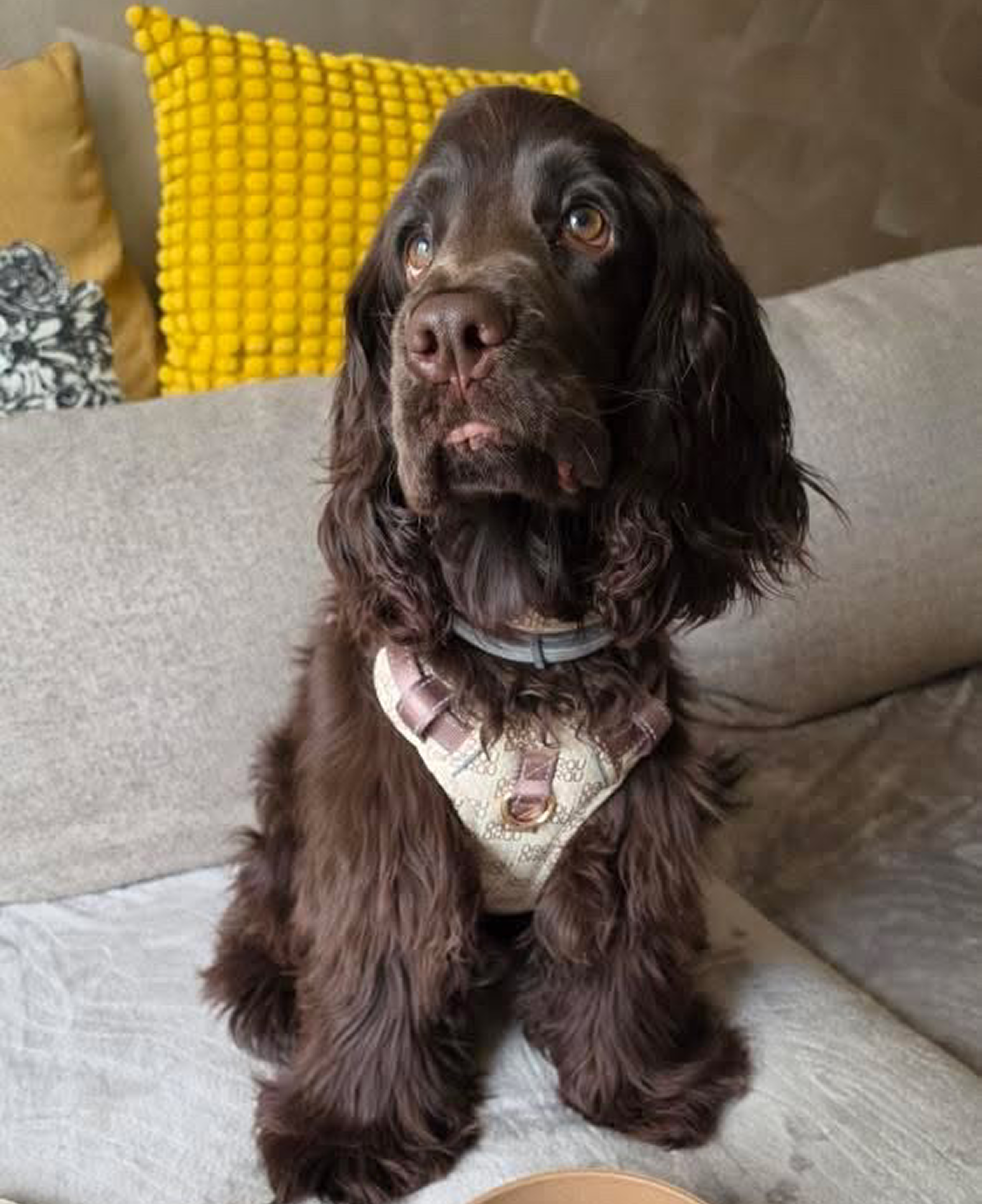 Seturi (Ham, Zgardă, lesă)