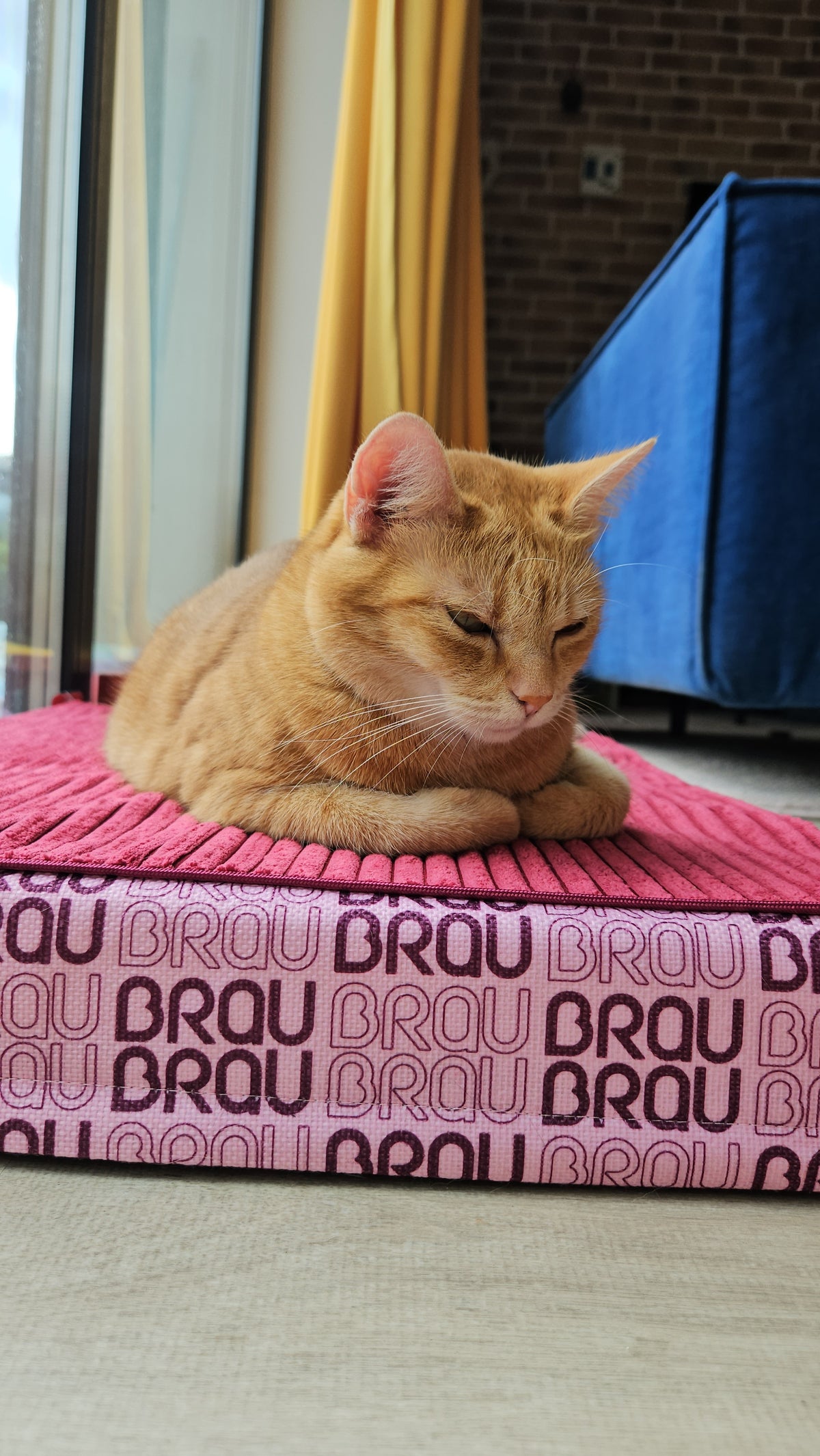 Grey Bed - Orthopedic Silk BRAUBRAU for Pets (Dogs and Cats)