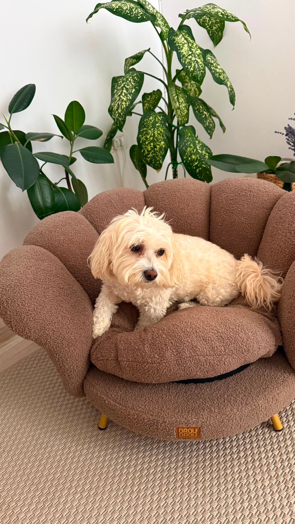 Brown Sofa - Cappucino Flower BRAUBRAU for Pets (Dogs and Cats)