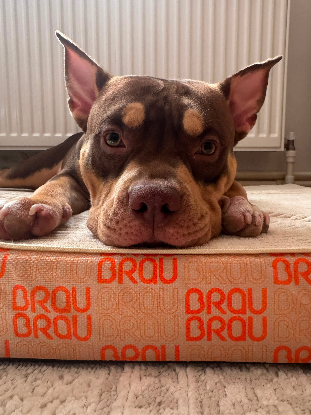 Grey Bed - Orthopedic Silk BRAUBRAU for Pets (Dogs and Cats)