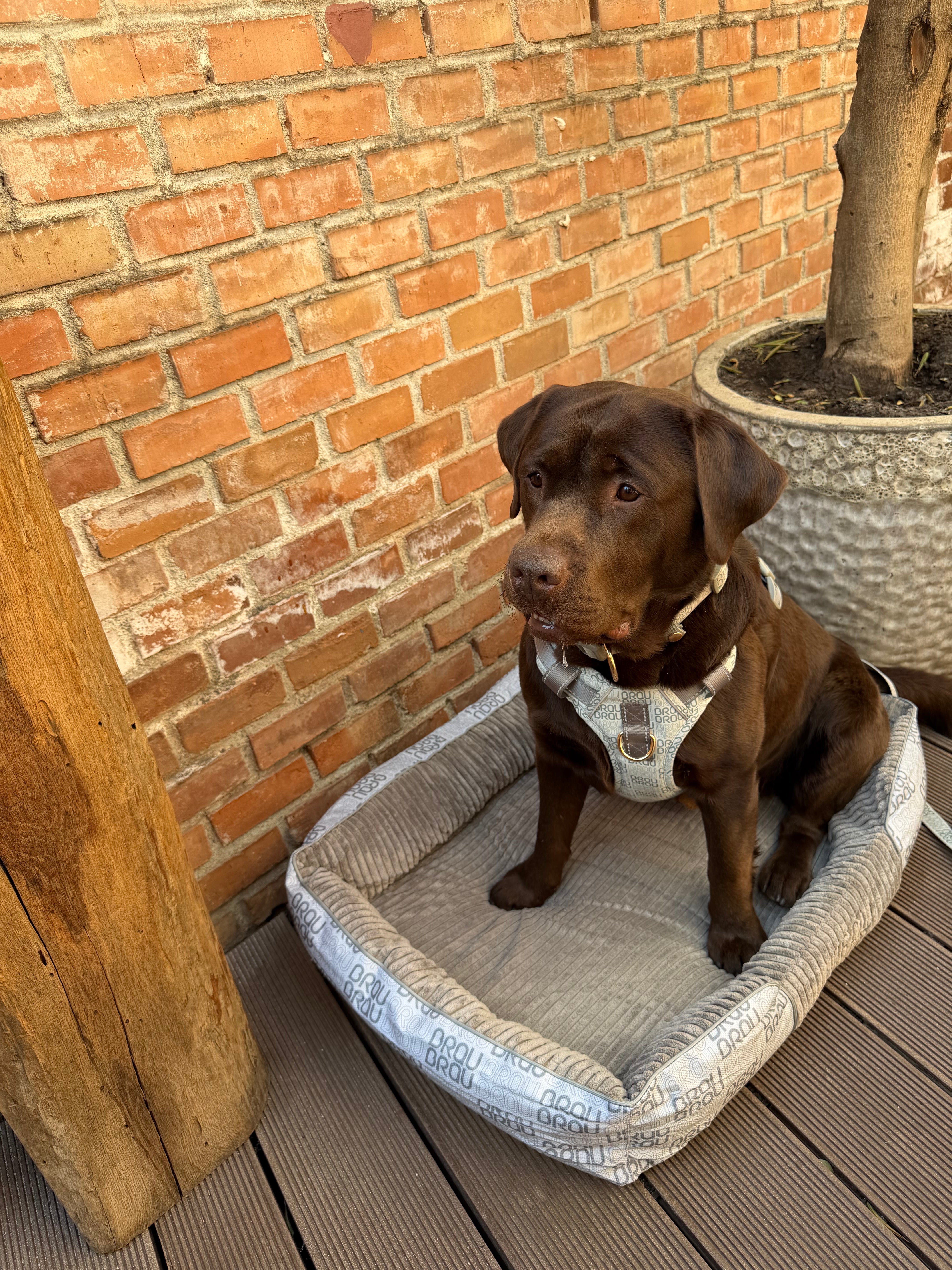 Grey Bed - Orthopedic Silk BRAUBRAU for Pets (Dogs and Cats)