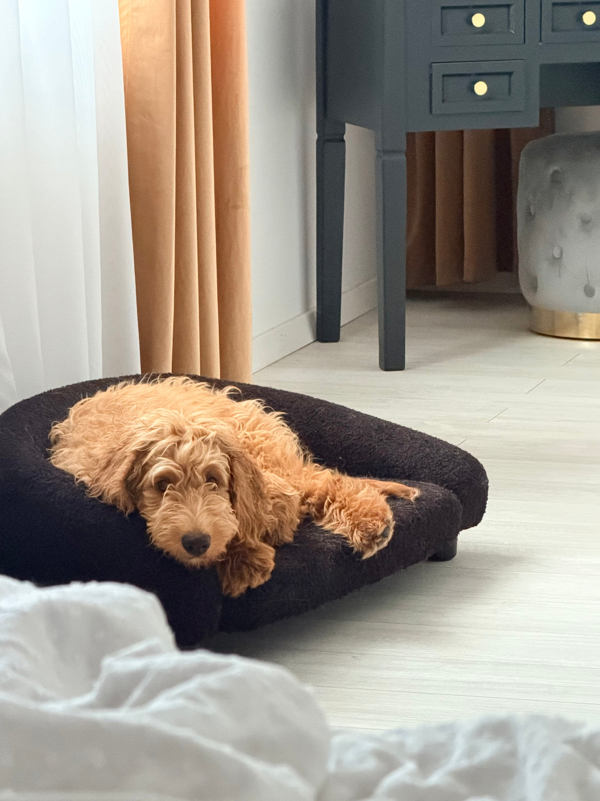 Black Sofa - Noir BRAUBRAU for Pets (Dogs and Cats)