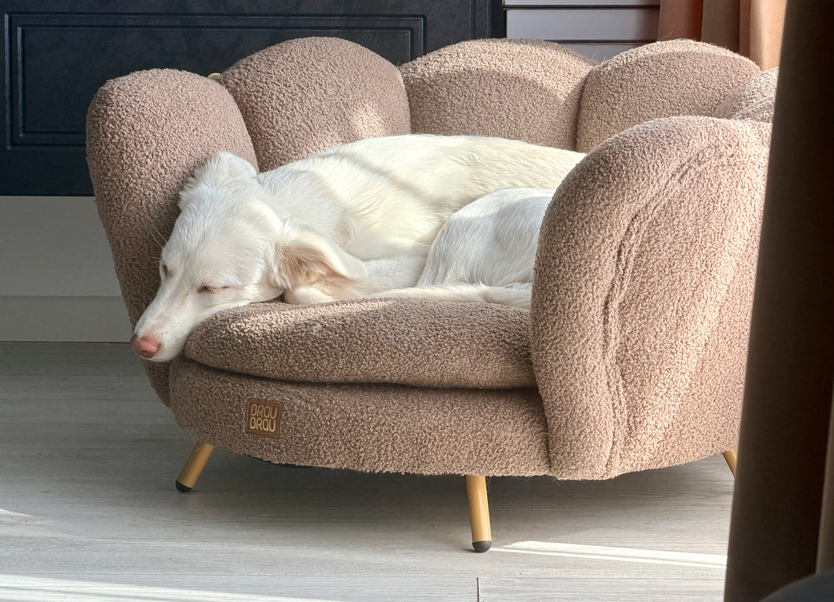 Brown Sofa - Cappucino Flower BRAUBRAU for Pets (Dogs and Cats)
