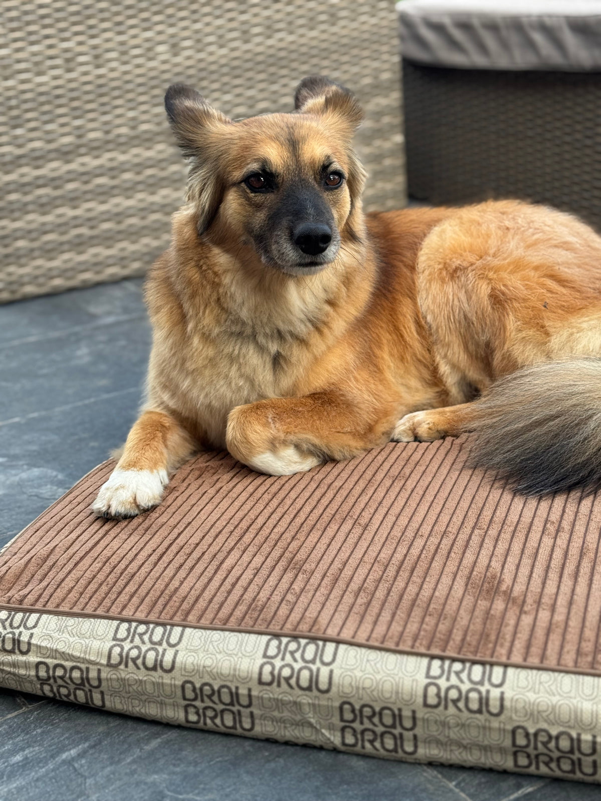 Grey Bed - Orthopedic Silk BRAUBRAU for Pets (Dogs and Cats)