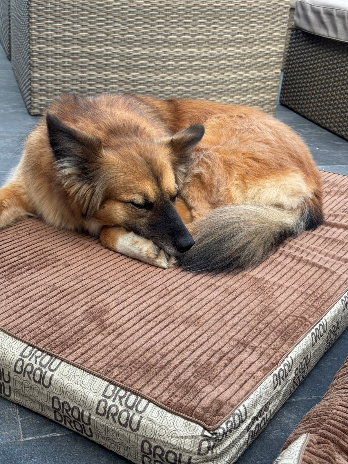 Grey Bed - Orthopedic Silk BRAUBRAU for Pets (Dogs and Cats)
