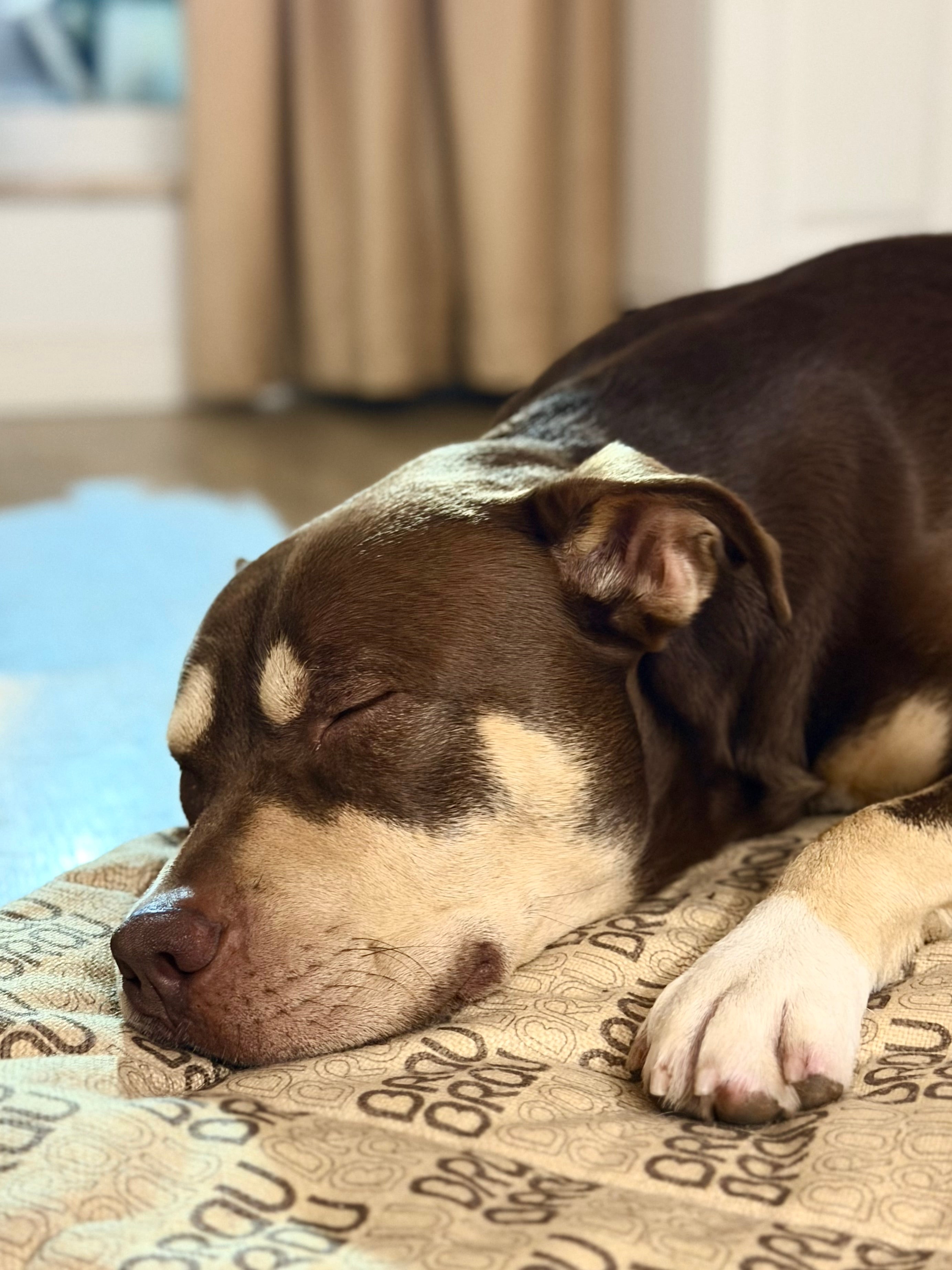 Grey Bed - Orthopedic Silk BRAUBRAU for Pets (Dogs and Cats)