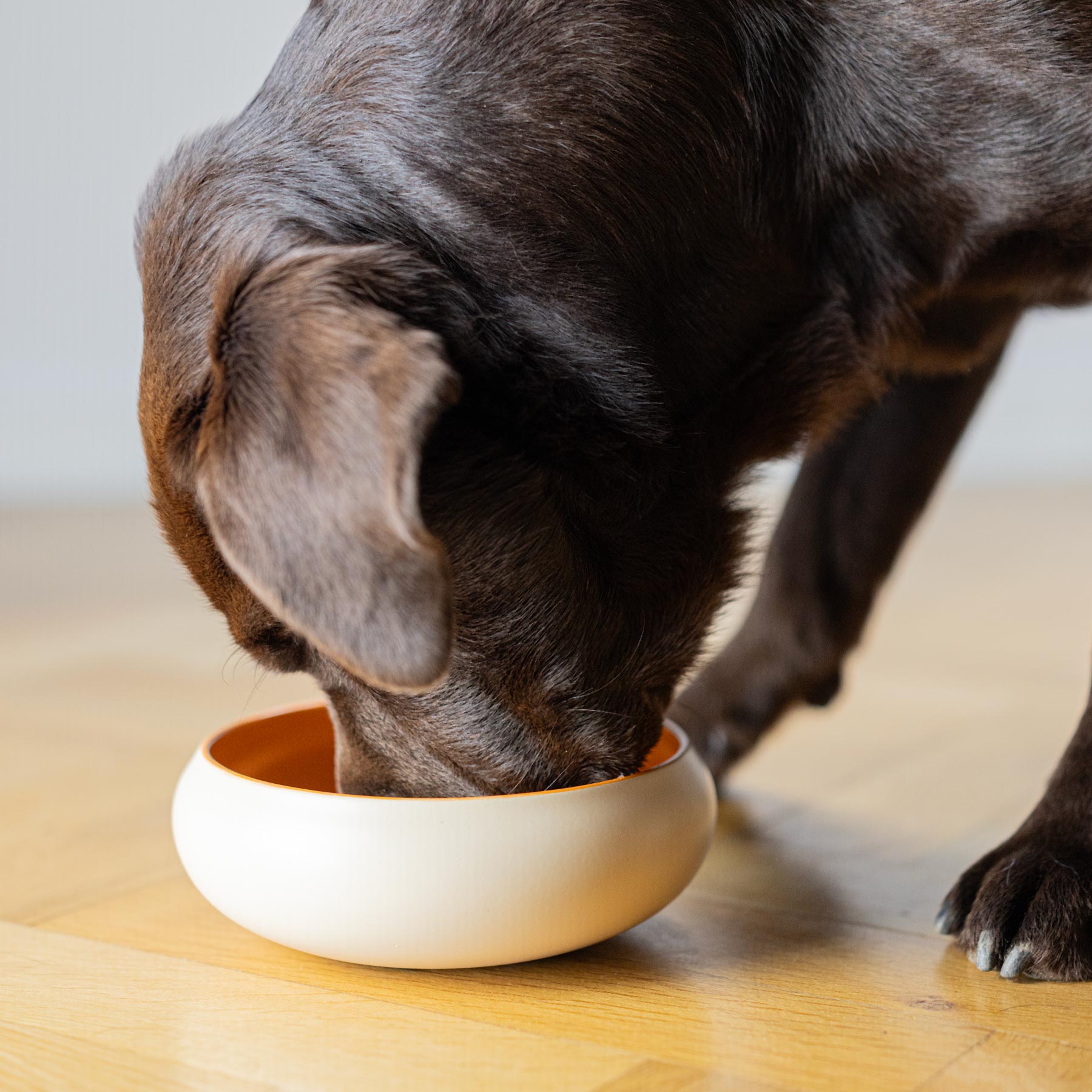 BRAUBRAU Beige-Orange Bowl for Pets (Dogs &amp; Cats)