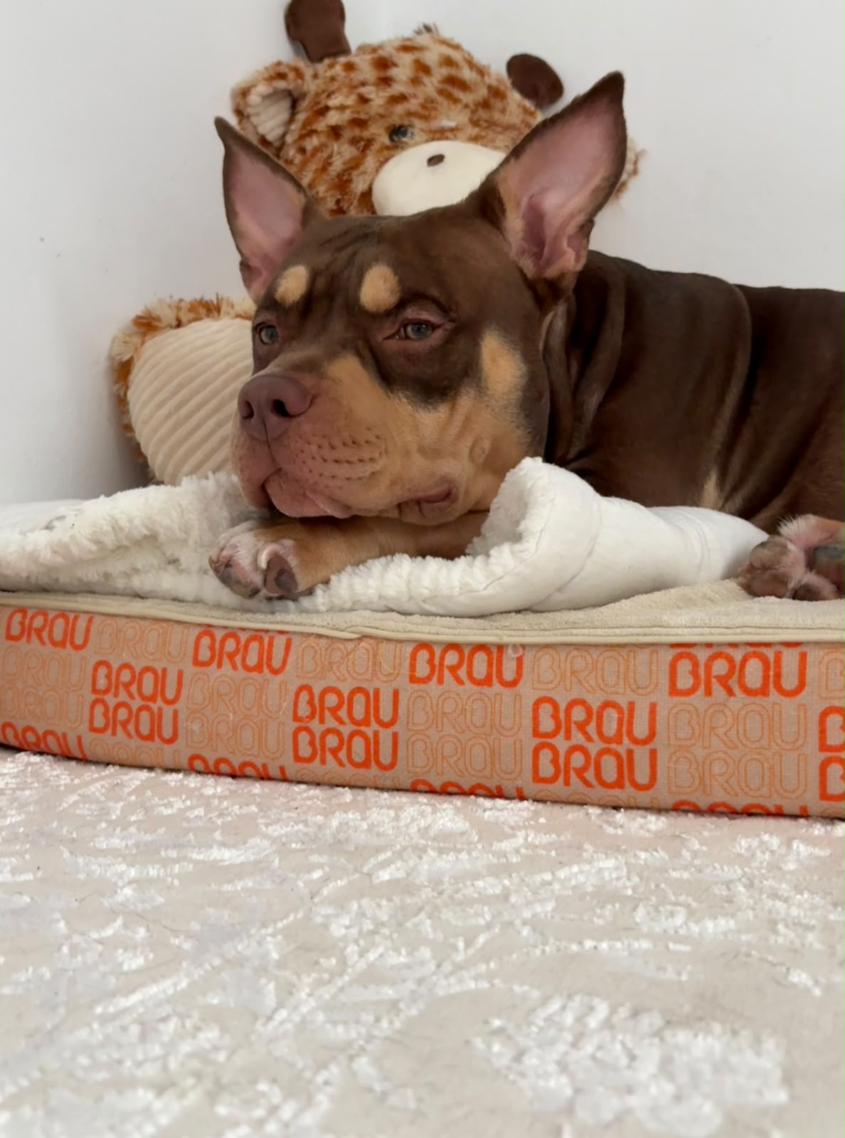 Grey Bed - Orthopedic Silk BRAUBRAU for Pets (Dogs and Cats)