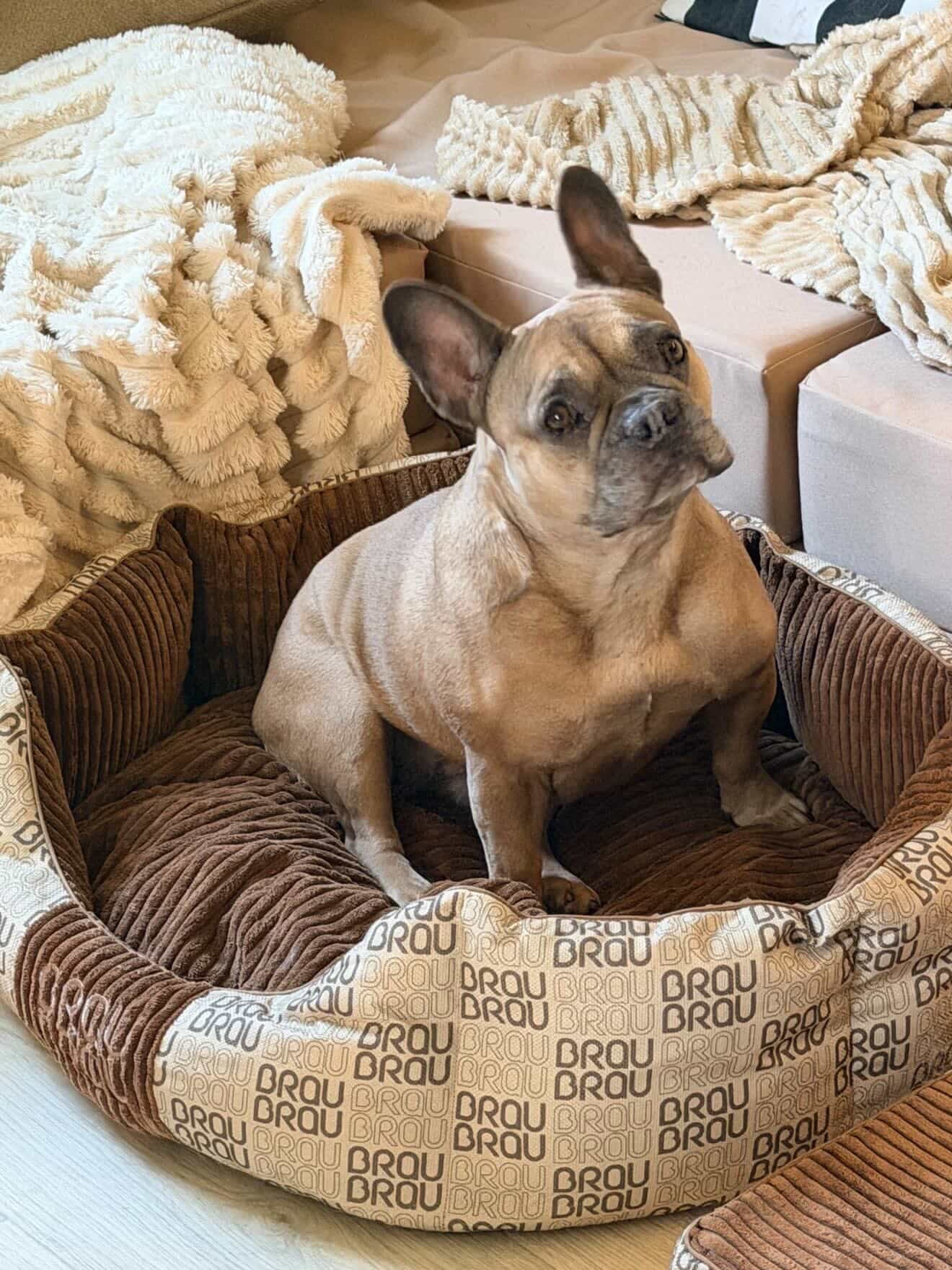 Grey Bed - Orthopedic Silk BRAUBRAU for Pets (Dogs and Cats)