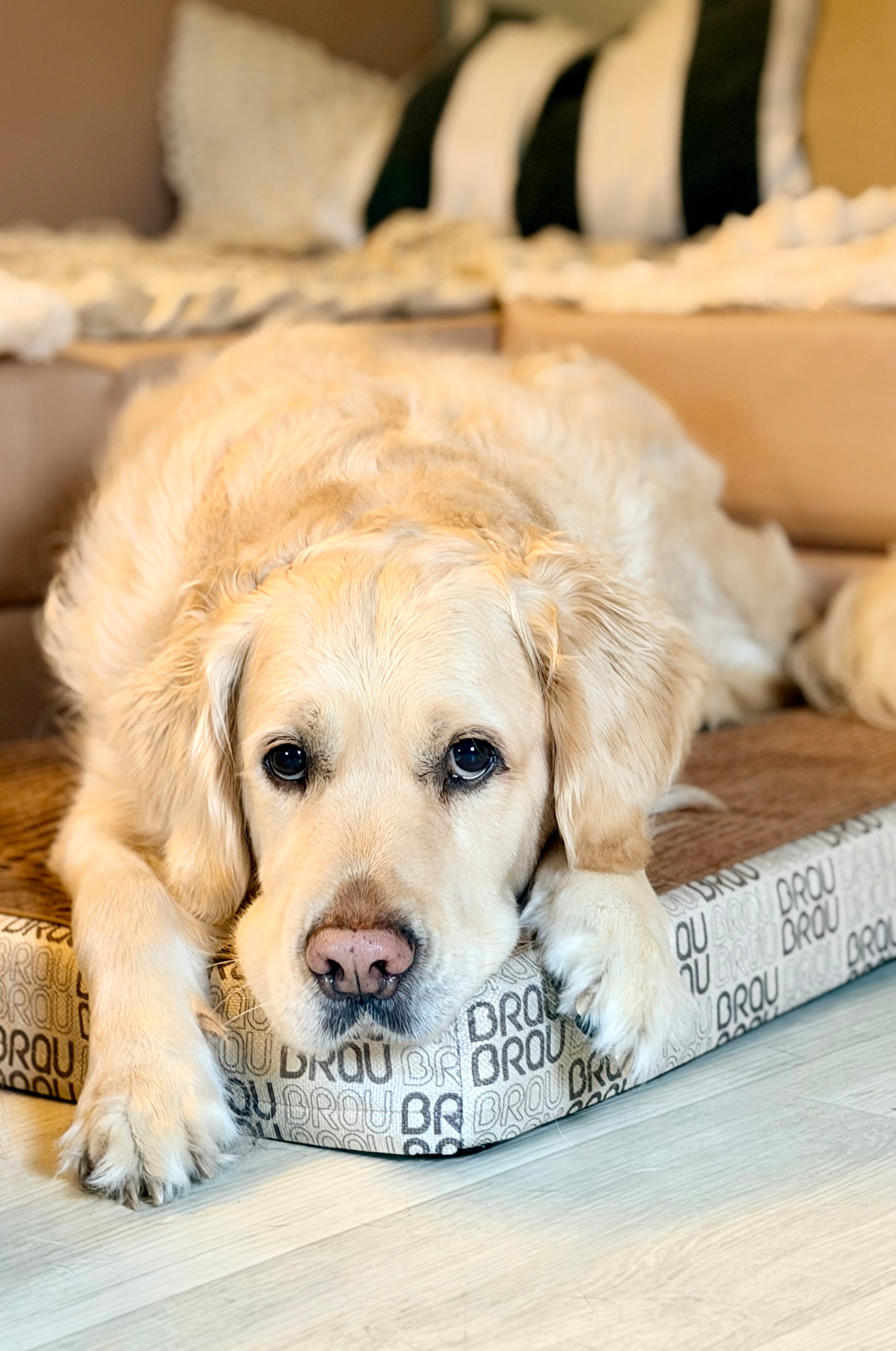 Grey Bed - Orthopedic Silk BRAUBRAU for Pets (Dogs and Cats)