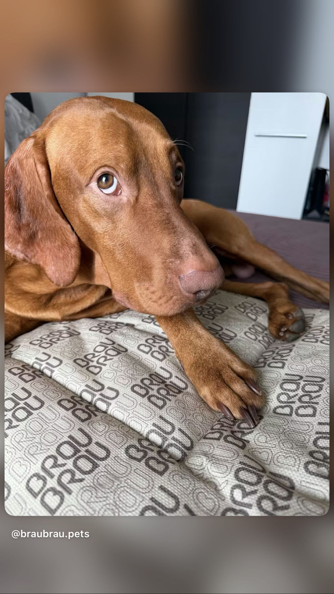Grey Bed - Orthopedic Silk BRAUBRAU for Pets (Dogs and Cats)
